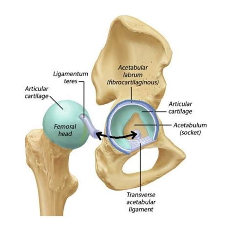 acetabular labrum field strength